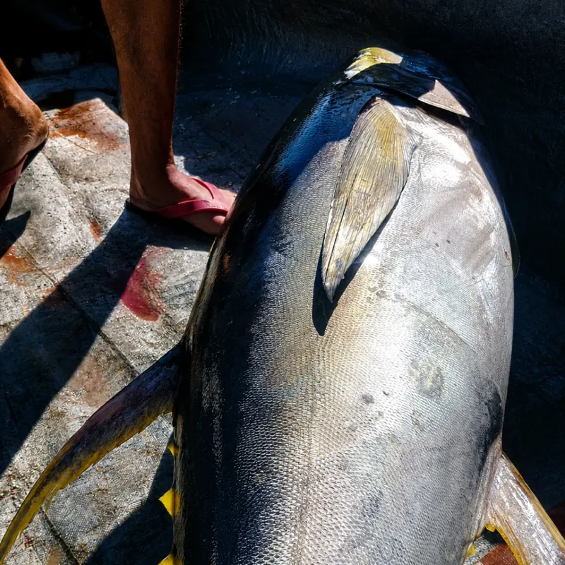 Yellowfin Tuna